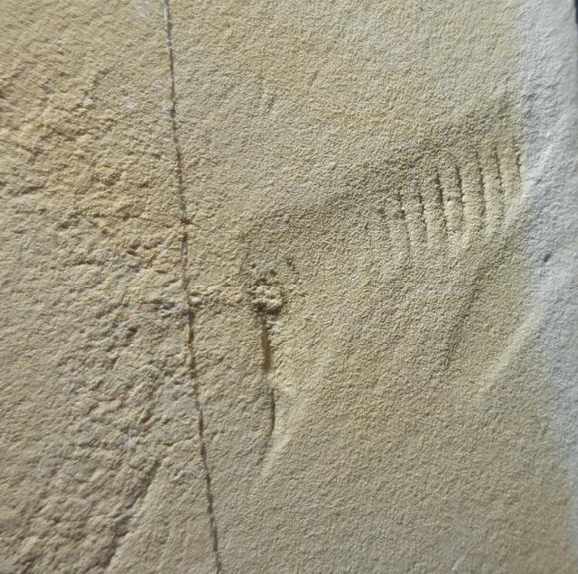 Palaequorea rygoli ADLER & RPER 2012 & Schleifspur indet. - Bild © FossNet FossilienStore